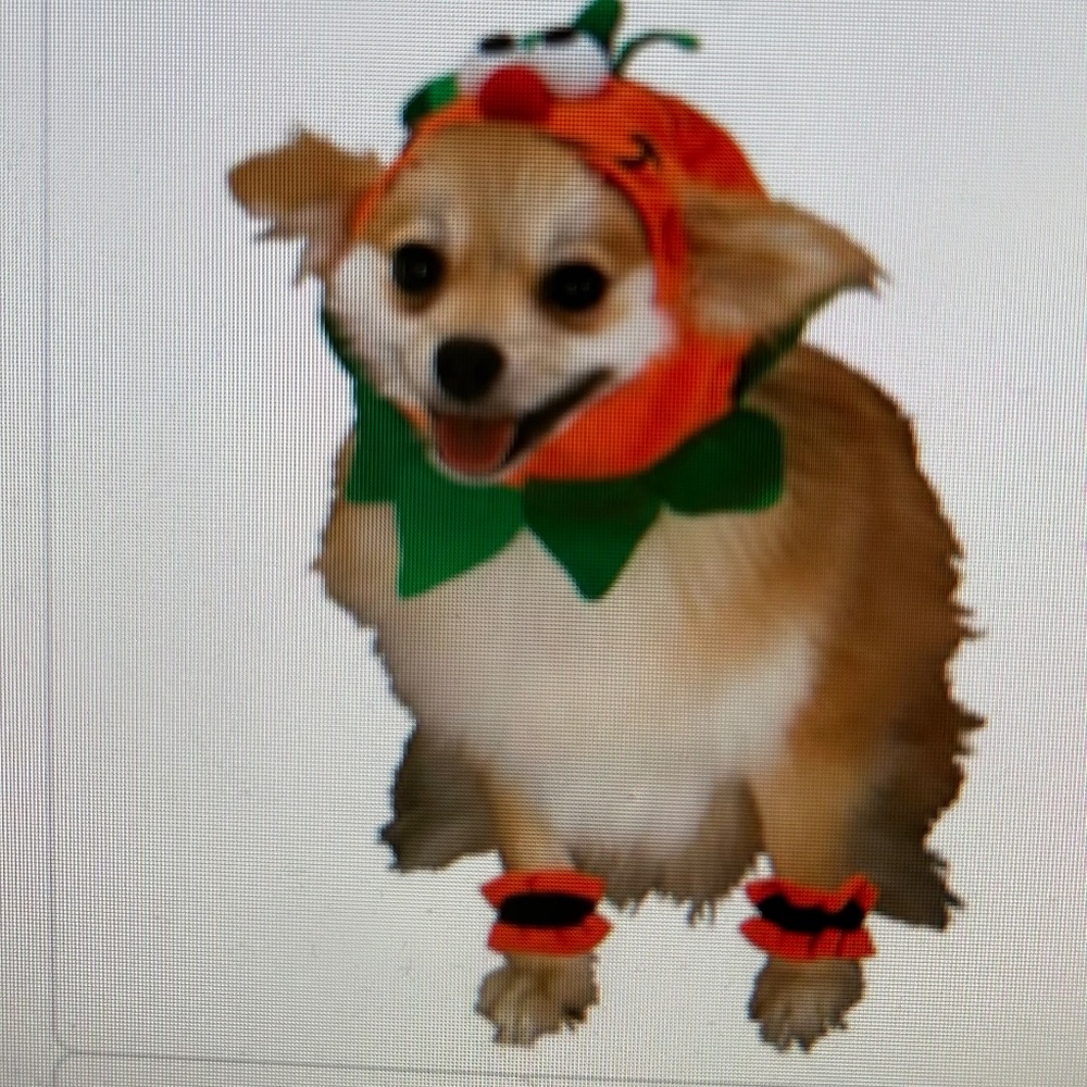 Pet Pumpkin Costume. NWOT